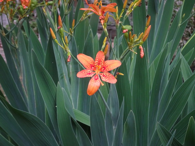 檜扇　亀横　遠→アップ (6)