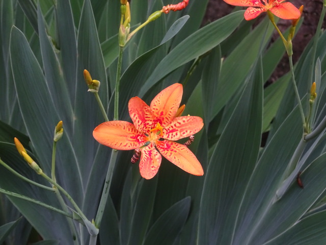 檜扇　亀横　遠→アップ (7)