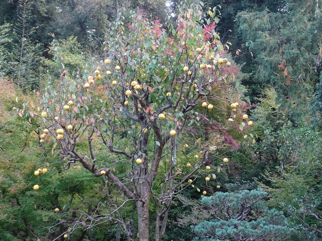 花梨　庭　全体アップ (2)