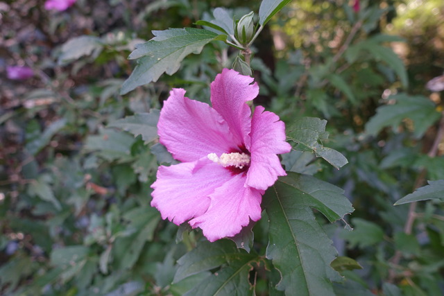ムクゲ　花　秋 (2)
