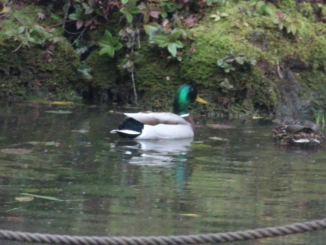 カルガモ　夫婦　240508 (2)