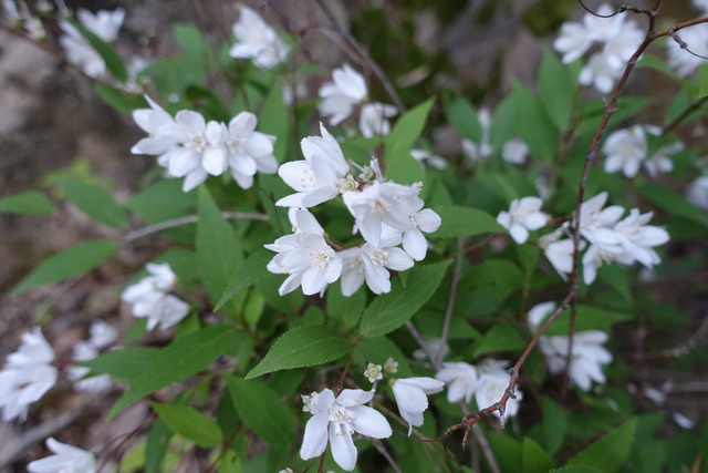ヒメウツギ　白　花　低木　日本庭園 (3)