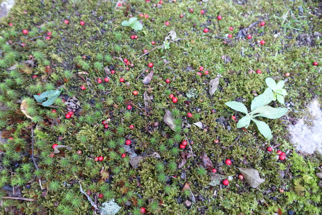 梅擬　赤実　落ちた実 (1)