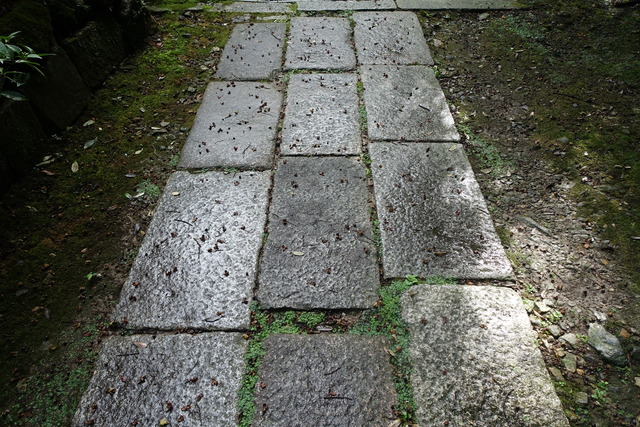 椎の実　241101 (1)