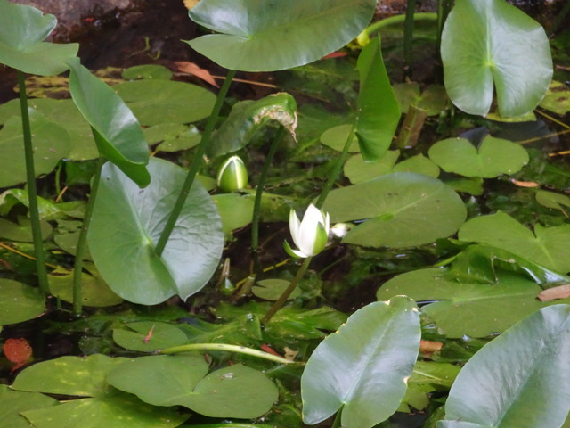 水蓮　白花 (5)