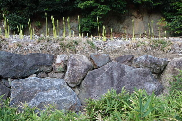 彼岸花　自然苑　植え　花芽2410 (5)