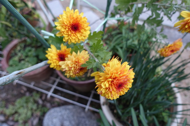 菊　鉢　ひまわりの様 (3)
