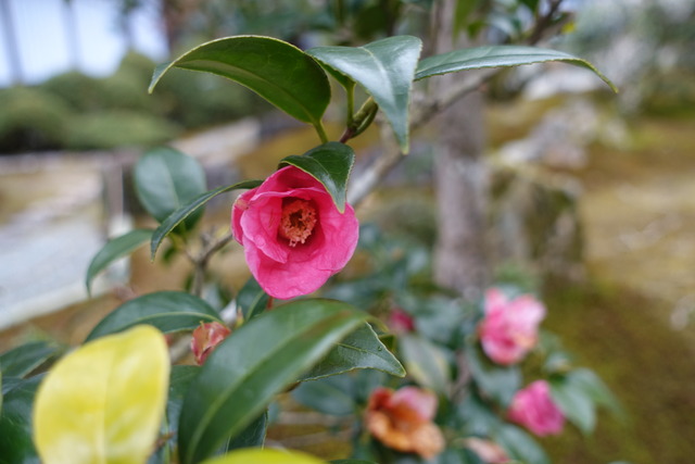 椿　紅梅　庭侘助の少し大きい (1)