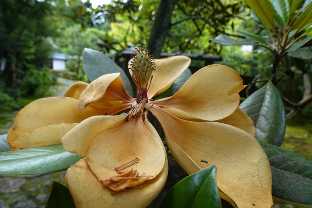 タイサンボク　花　花弁茶・雄蕊 (1)