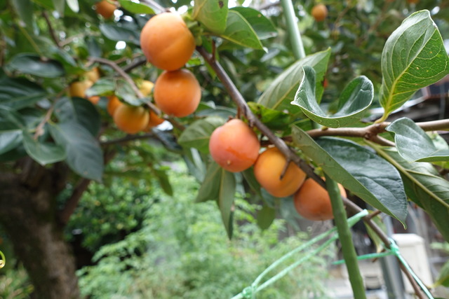 渋柿　熟した実 (1)