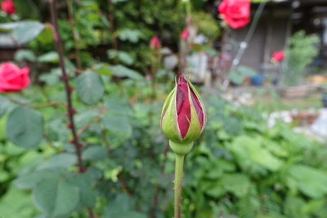 バラ　花　蕾　裏庭 (5)