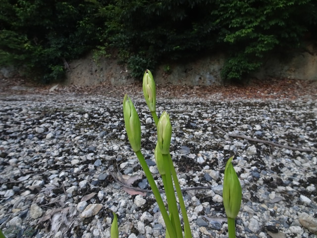 彼岸花　241001 (6)