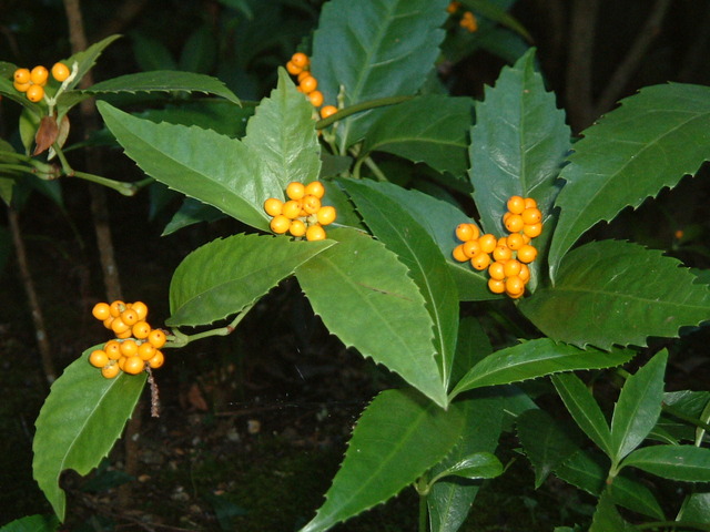 千両　黄　アップ (1)