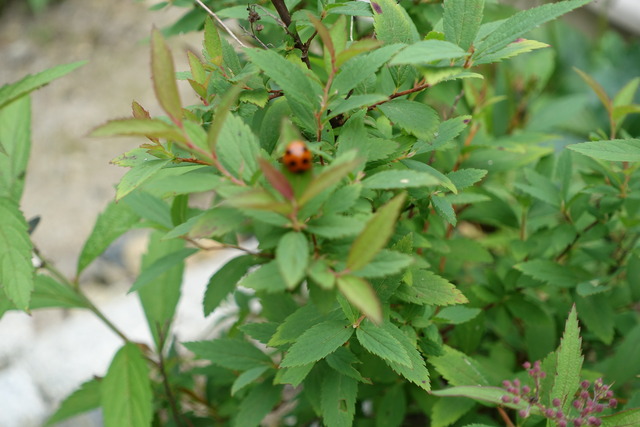 テントウムシ (2)