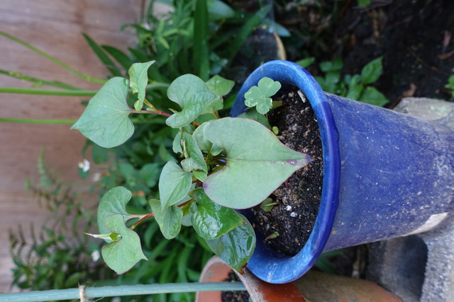 ドクダミ　葉っぱのみ　鉢　普通 (1)