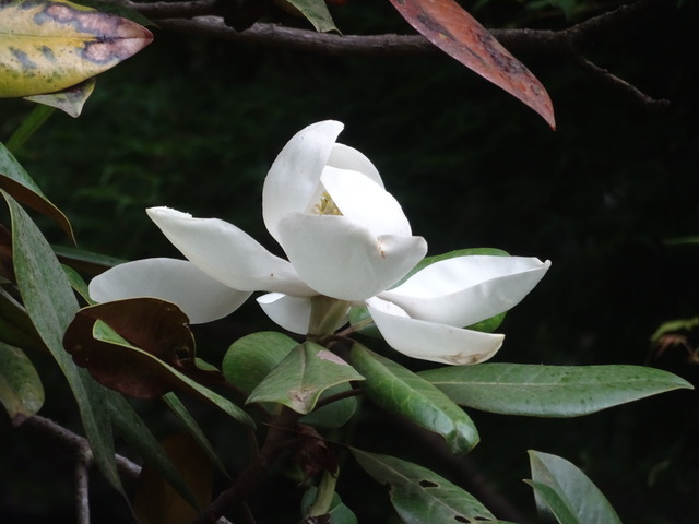 タイサンボク　花・蕾　白 (3)