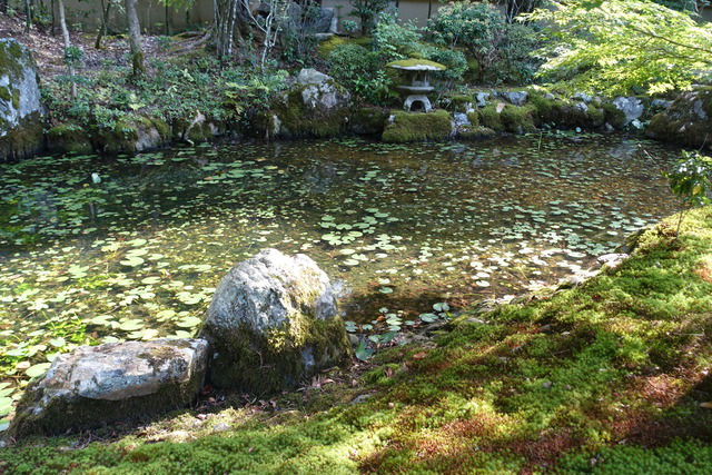 夏の池　水蓮　小さな葉っぱ (3)
