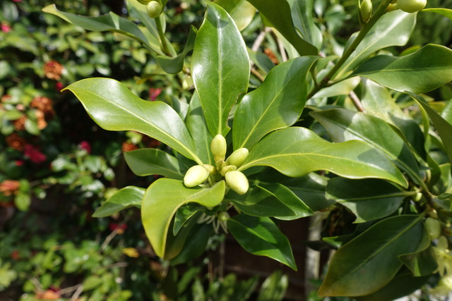 シキビ　蕾　裏庭 (2)