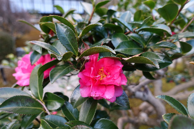 山茶花　赤　花アップ (1)