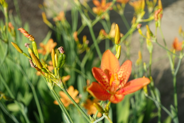 檜扇生花　日本庭園 (6)