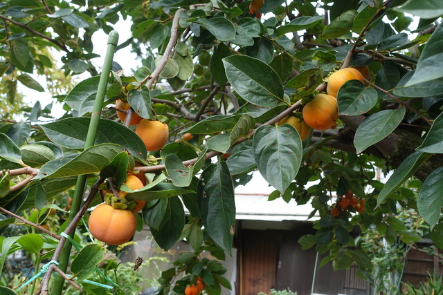 渋柿　熟した実 (3)