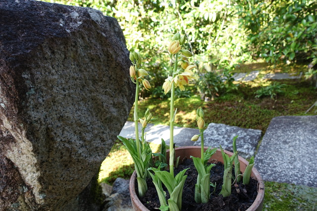 エビネ　鉢　裏庭 (5)