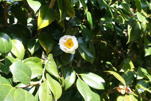 椿　白　花・蕾　日本庭園 (1)