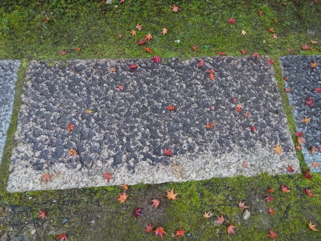 落葉　雨　庭参道 (1)