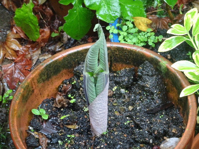 武蔵あぶみ　花 (2)