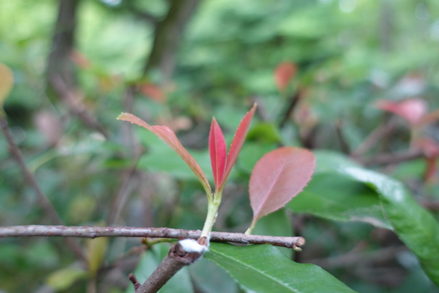 赤芽樫　葉っぱ新芽 (2)