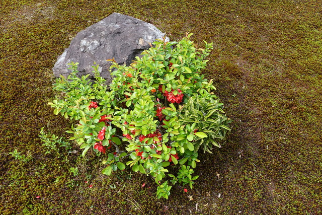 ボケ　満開＋葉っぱ　庭 (7)