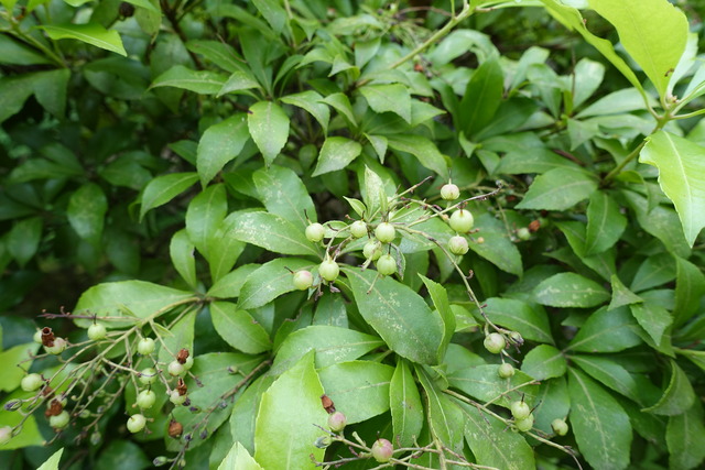 アセビ　馬酔木　実　初夏 (2)