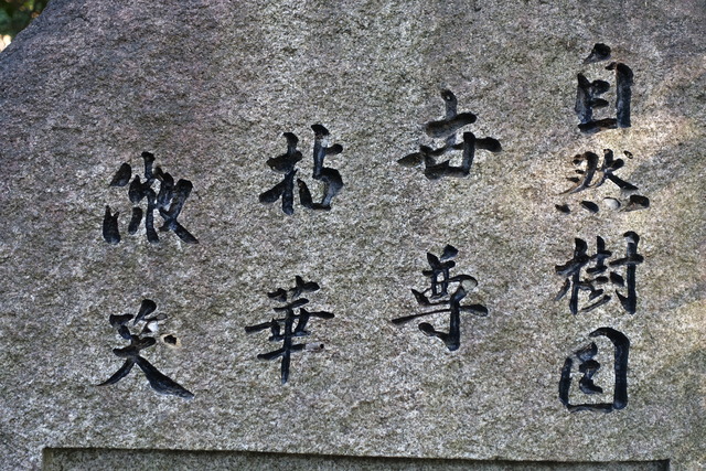 キノコ　自然樹園　241110 (8)