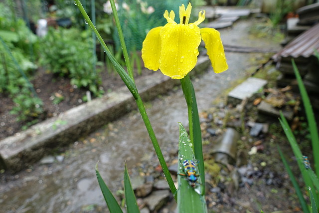 黄花菖蒲　花・ハンミョウ　１ (8)