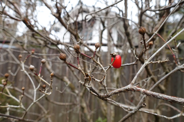 蕾と赤い実 (2)