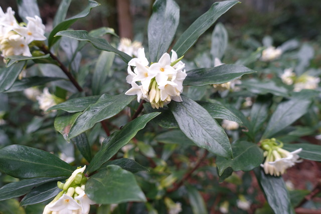 沈丁花　花白 (3)