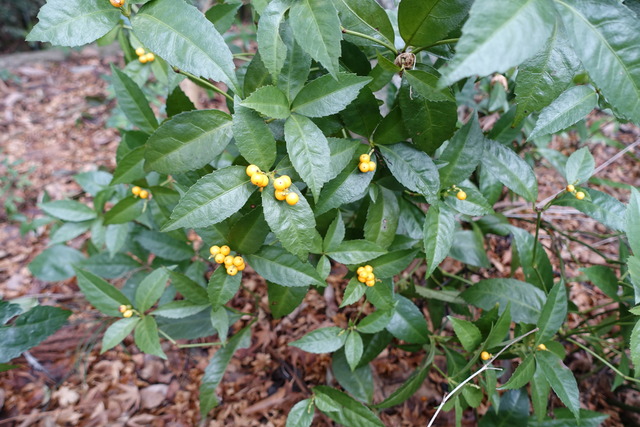 白千両　鳥の食べた後 (5)