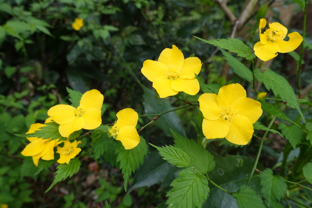 ヤマブキ　花黄いろ　山門谷側 (5)