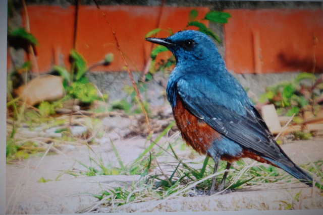 イソヒヨドリ (1)