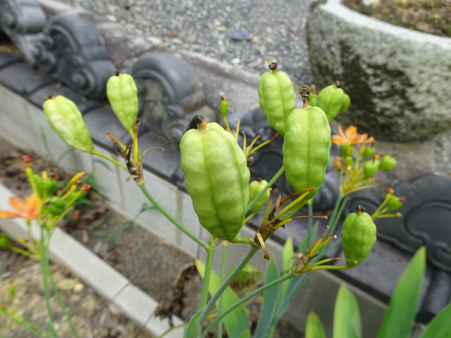 檜扇　種・花2408 (2)