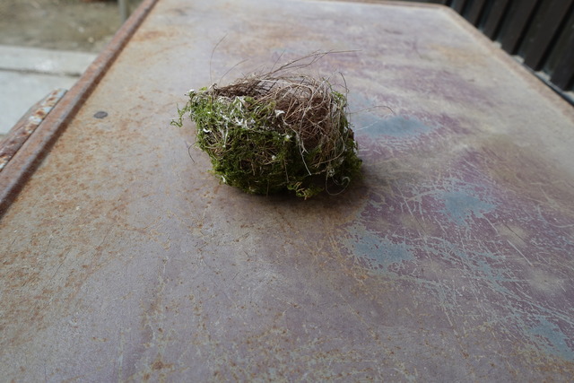 鳥の巣　メジロ・鶯？ (4)