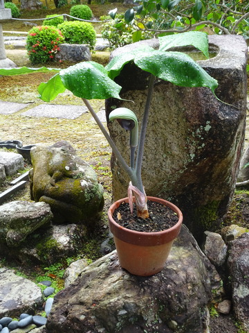 武蔵鐙　花４／２４ (2)