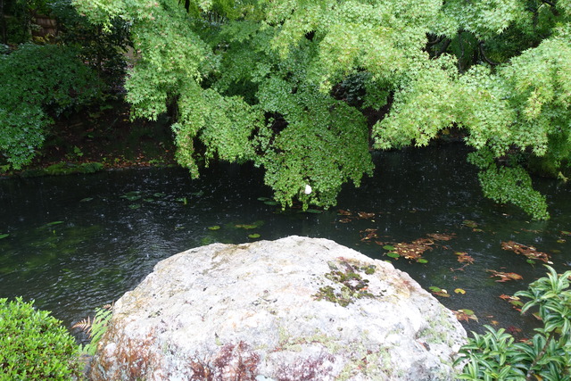 モリアオガエル　卵巣　池上 (4)