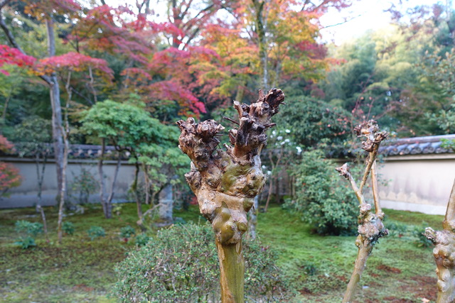 百日紅　枝切後　瘤 (2)