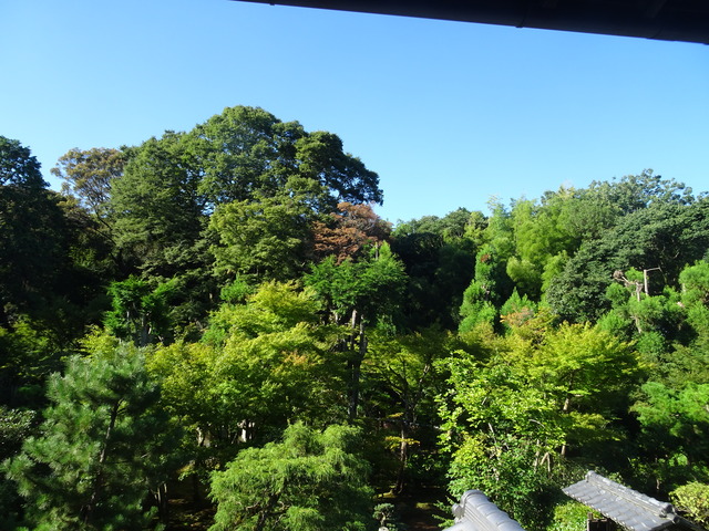 枯れた紅葉　夏 (1)