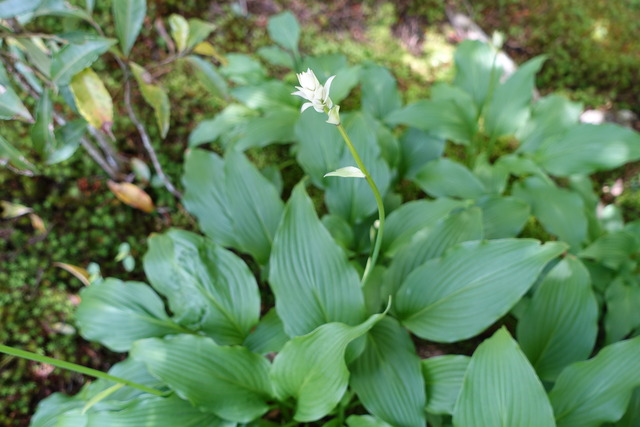 ギボウシ　花 (4)