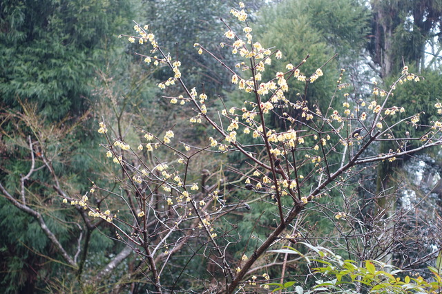 蝋梅　花　大枝 (1)