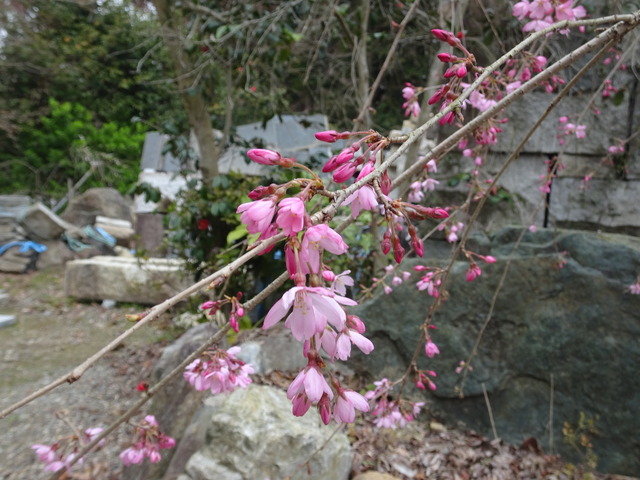 しだれ桜　花開花　日本庭園 (2)