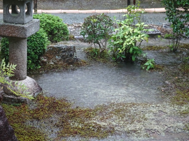 大雨　庭 (2)