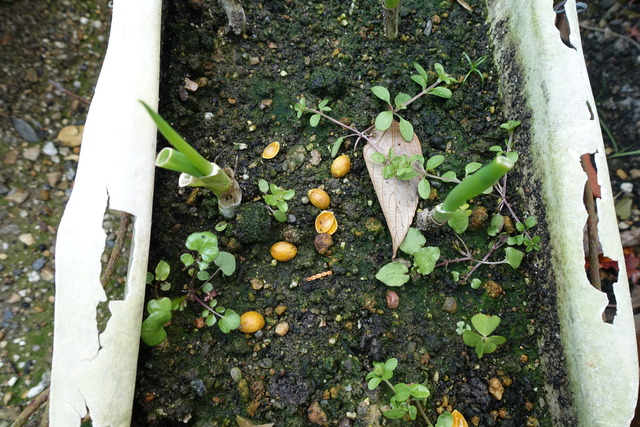 御馳走さん（？の種） (2)